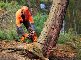 Tree and Shrub Care in Alliance, NE