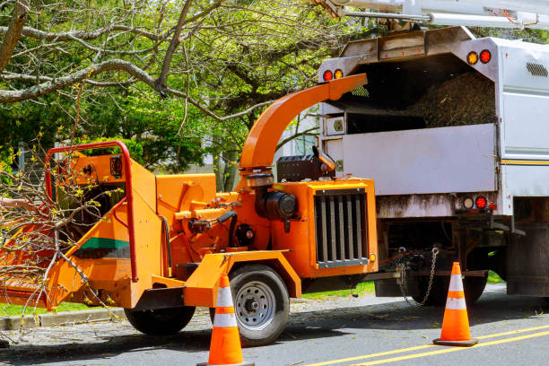 Seasonal Cleanup (Spring/Fall) in Alliance, NE