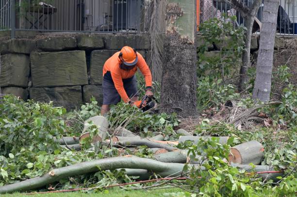 Alliance, NE Tree Services Company